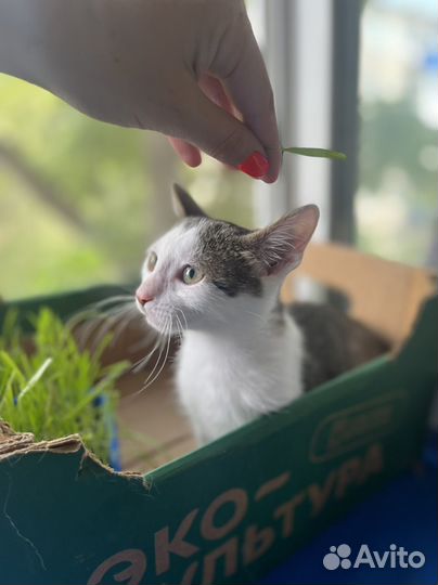 Котята в добрые руки 1 месяц