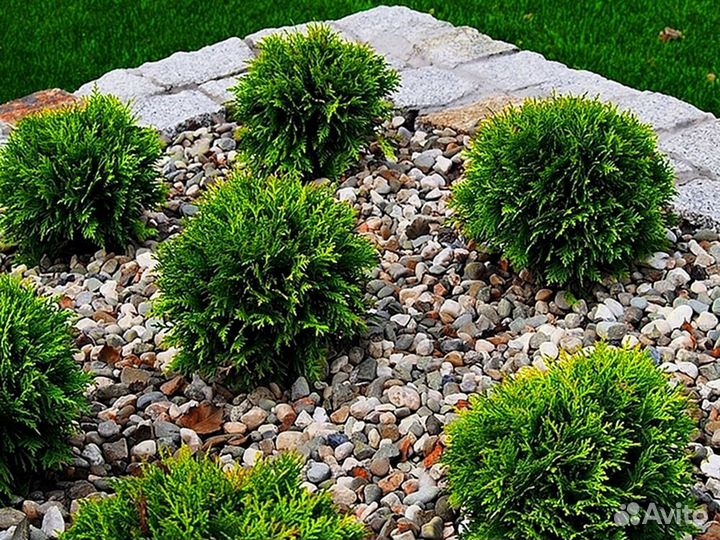 Туи премиум