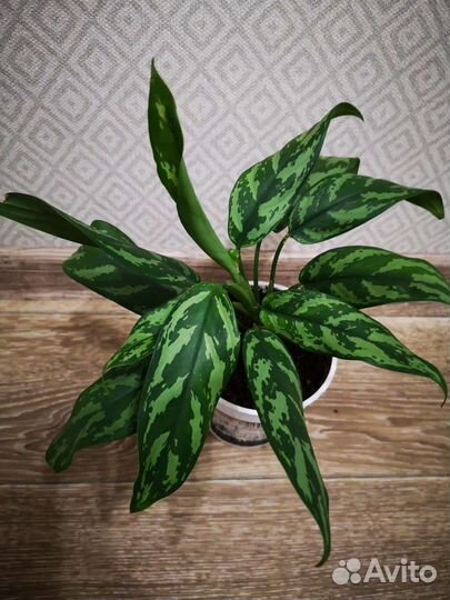 Аглаонема мария