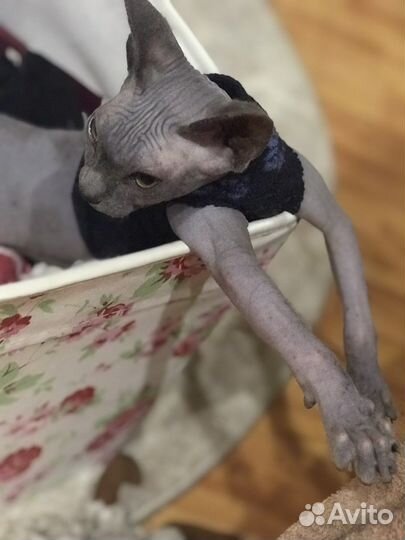 Передержка животных,птичек,грызунов и насекомых