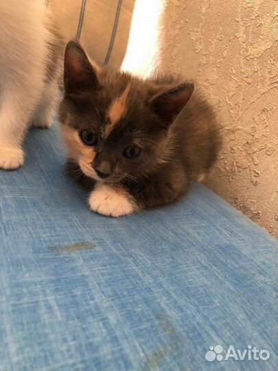 Котята в добрые руки бесплатно