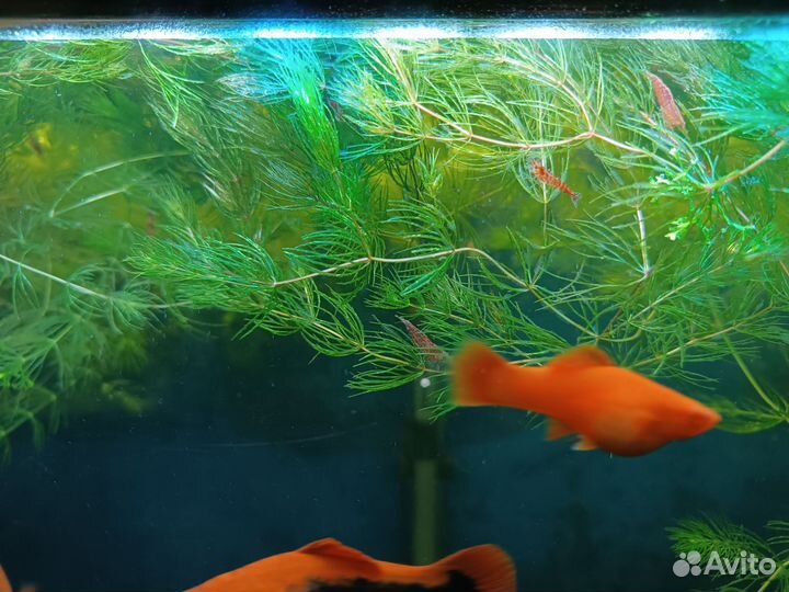 Роголистник