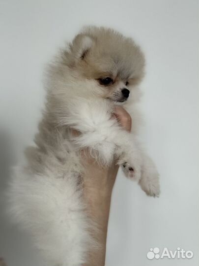 Померанский шпиц мини девочка