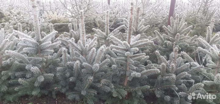 Ель голубая