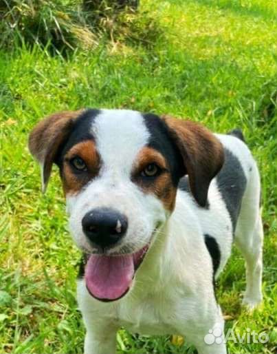 Щенок Брюс в добрые руки