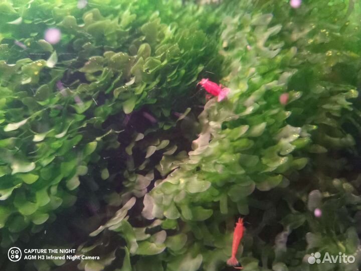 Креветки Вишня, Рэд Черри