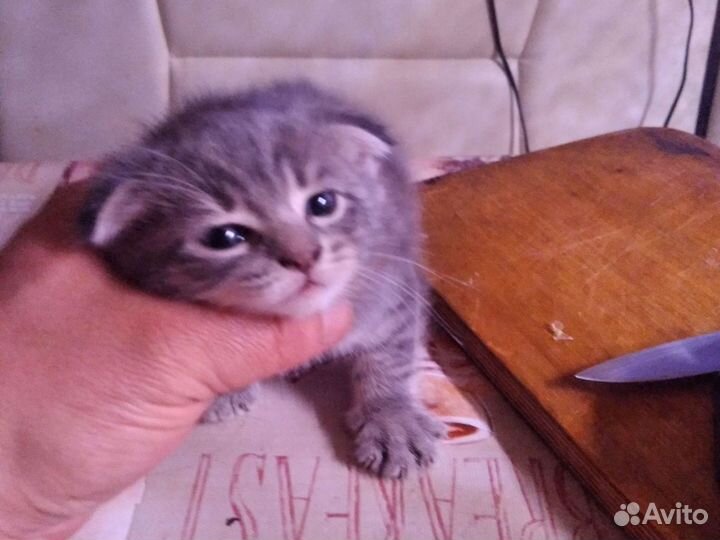 Продаю котят