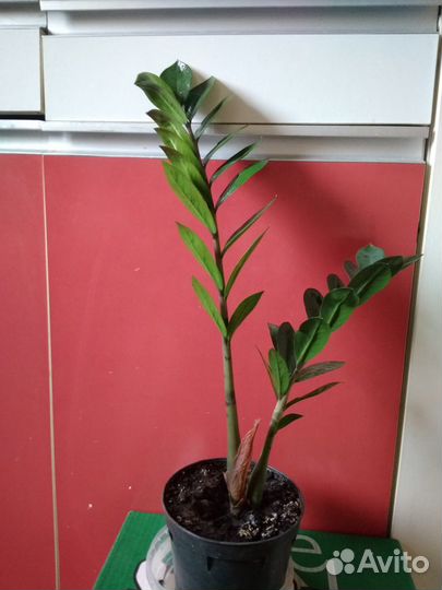 Замиокулькас