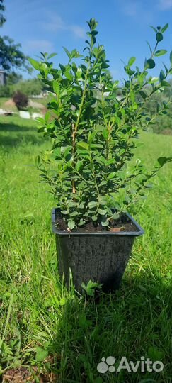 Саженцы самшита