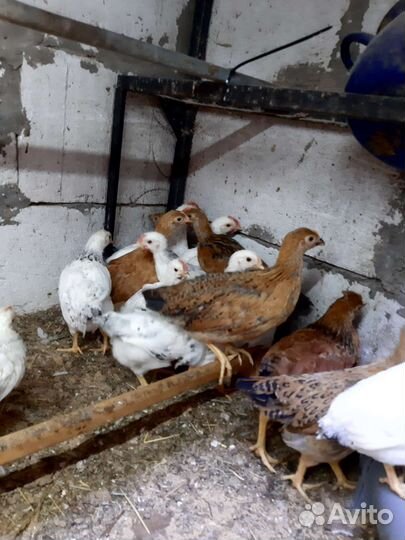 Цыплята от суточных до 4х мес.и куры несушки