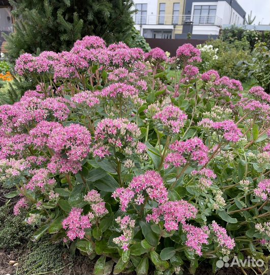 Очиток видный на срезку