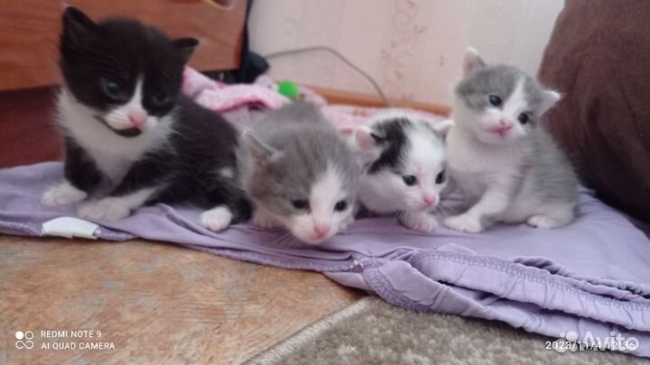 Кошка в дар бесплатно