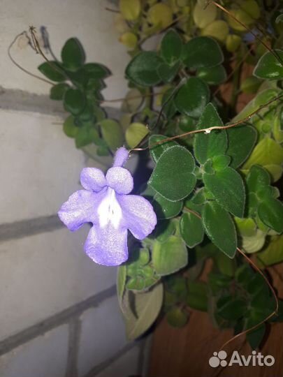 Герань пеларгония королевская