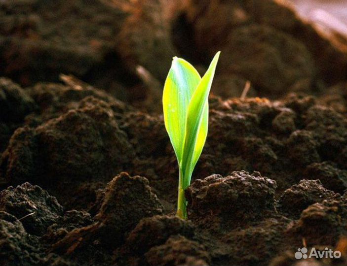 Грунт для засыпки участка.П-96