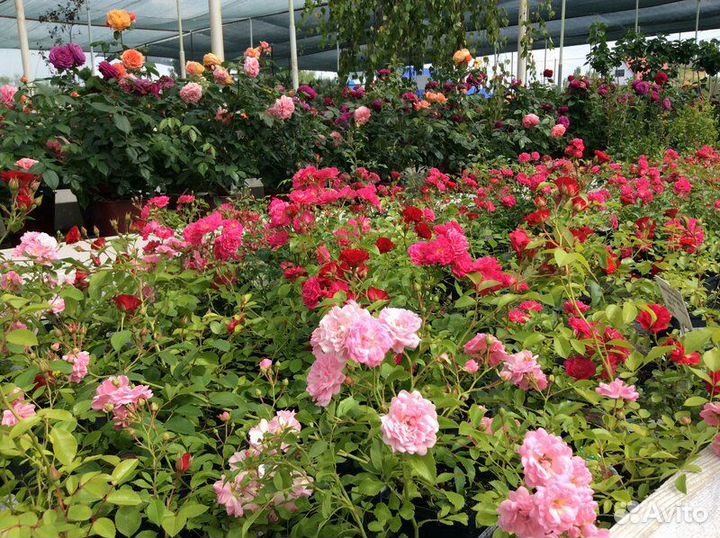 Лиственные деревья и кустарники