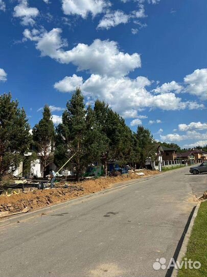 Сосна обыкновенная 9метров