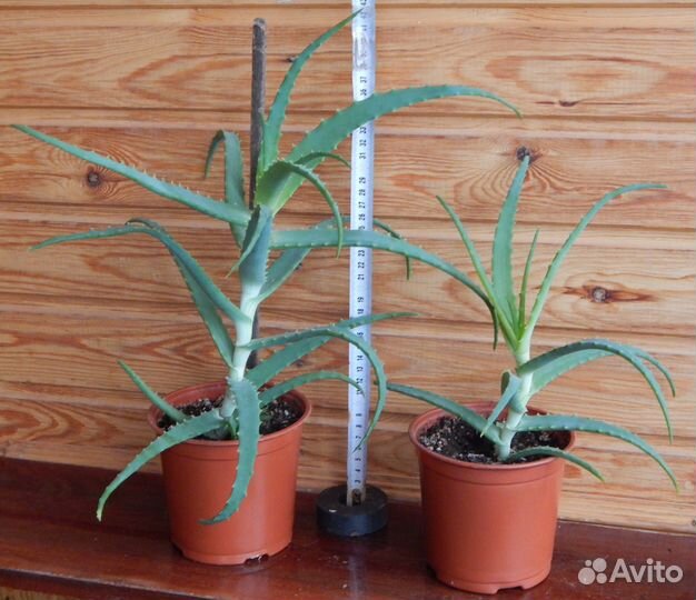 Алоэ (столетник). Каланхоэ (лекарственное)