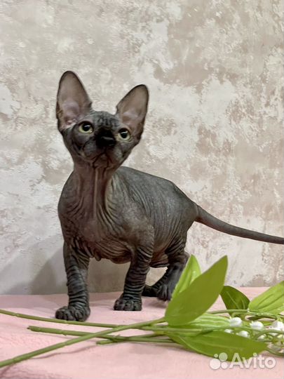 Черная пантера