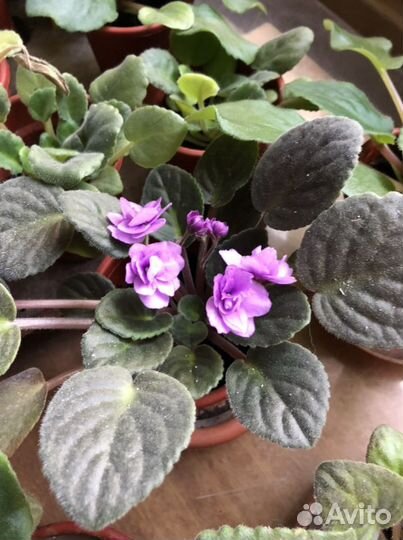 Фиалка, Зигокактус