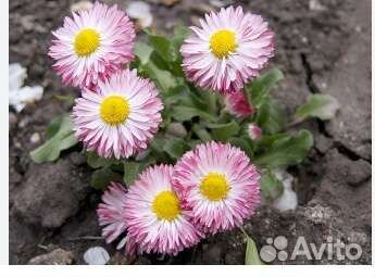 Примула многолетние цветы