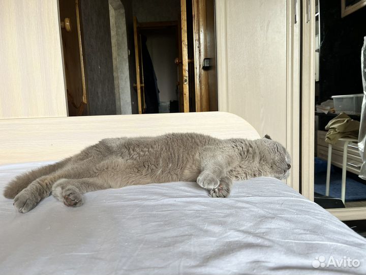 Британский кот в добрые руки