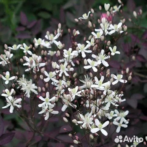 Клематис прямой Ректа Пурпуреа