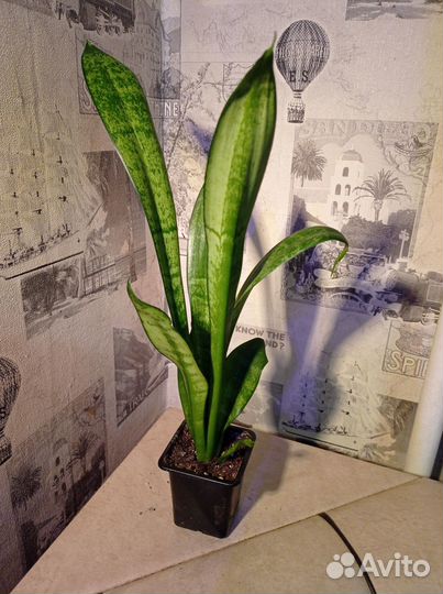 Сансевиерия