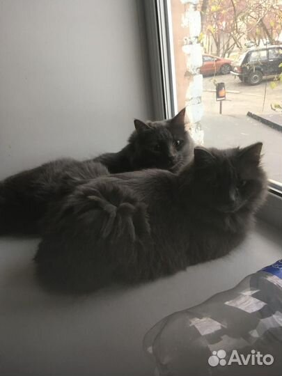 Кошки