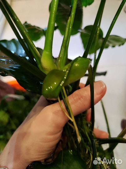 Анубиас растение для аквариума