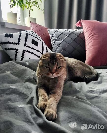 Шотландская вислоухая кошка вязка