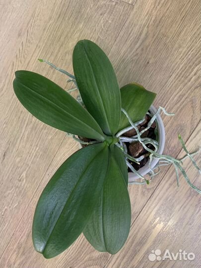 Орхидея фаленопсис Mini Mark