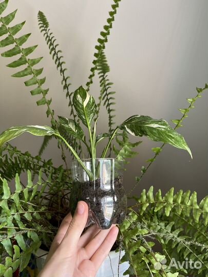 Спатифиллум вариегатный