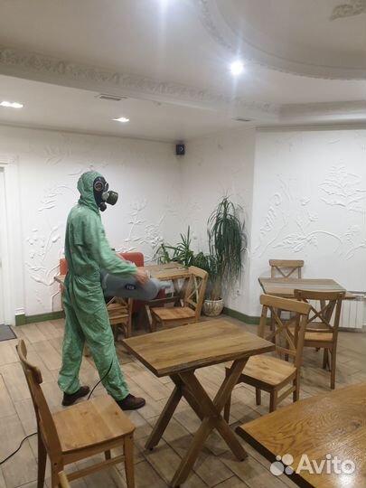 Уничтожение клопов тараканов клещей плесени