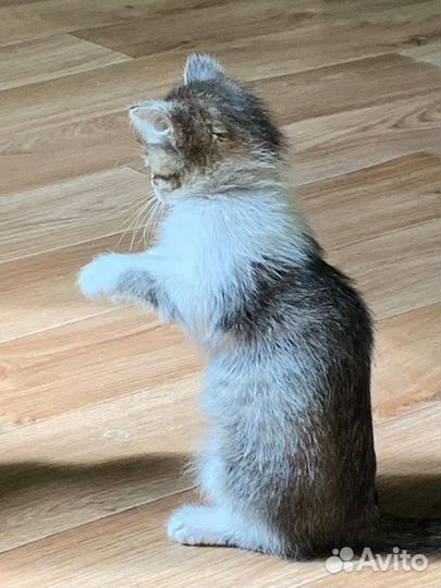 Котёнок