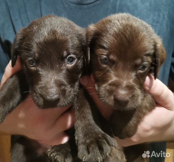 Щенки лабрадора