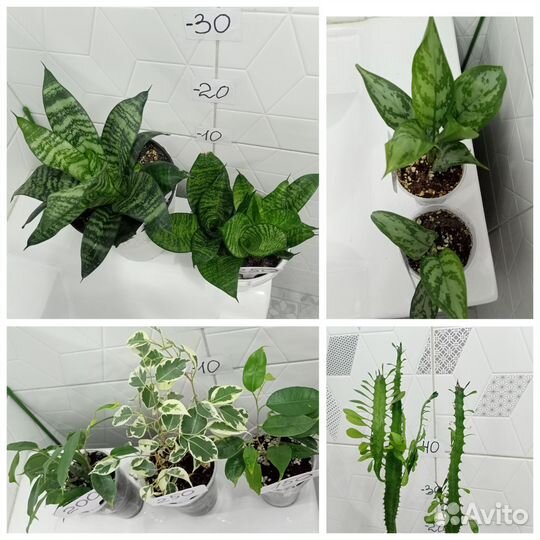 Растения комнатные цветы