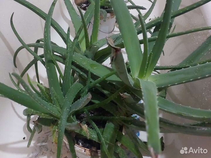 Алоэ лечебный