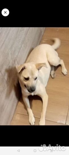 Маленькая собачка для квартиры