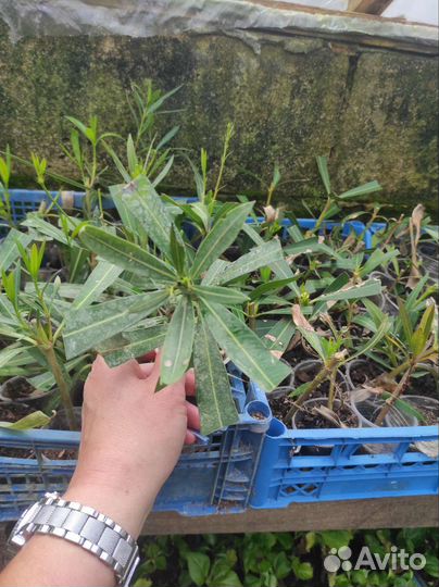 Красивоцветущие редкие растения. Розница и опт