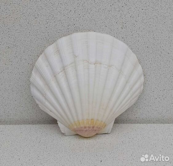 Гребешок 10,6*11,6 морская ракушка раковина