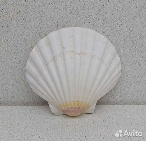 Гребешок 10,6*11,6 морская ракушка раковина