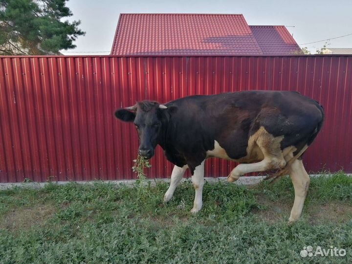 Нетель стельная