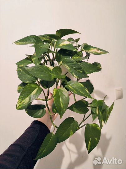 Эпипренум золотистый