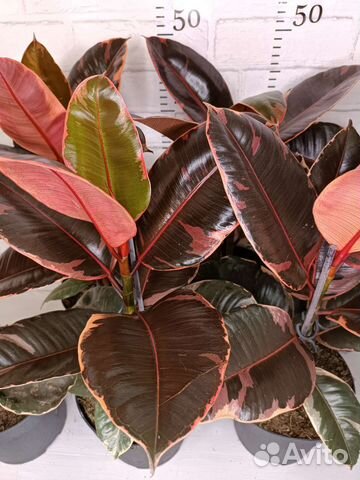 Фикус эластика рубин