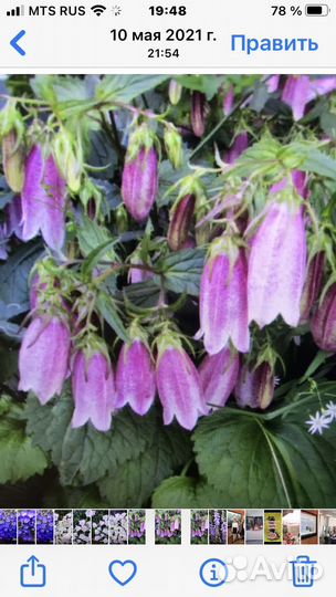 Цветы многолетние