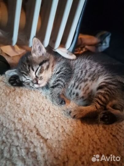 Котенок Цой