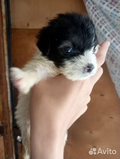 Маленькие собачки щенята в добрые руки