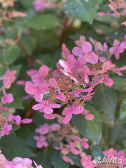 Гортензия Полистар низкорослая