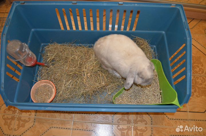 Кролик вислоухий баран с клеткой и всем остальным