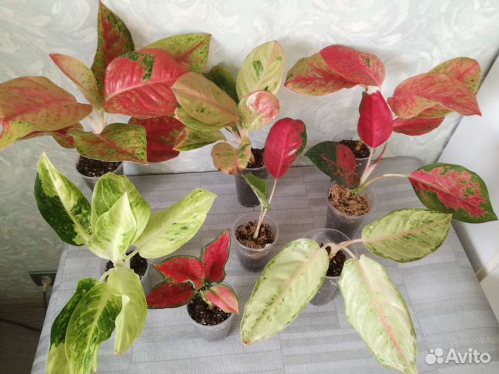 Замиокулькас черный и вариегатный Аглаонемы Алоказ